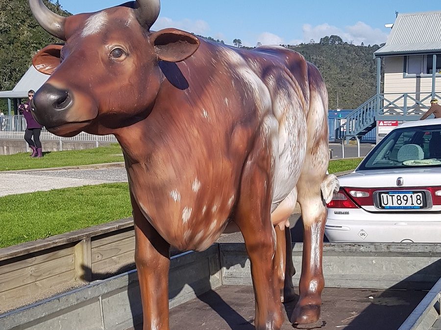 Meet our new Cow!
